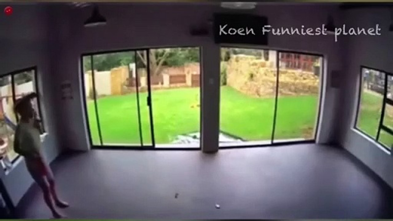 Cat and dog funny video