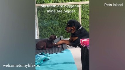 Sometimes my DOG FORGETS he is a dog 