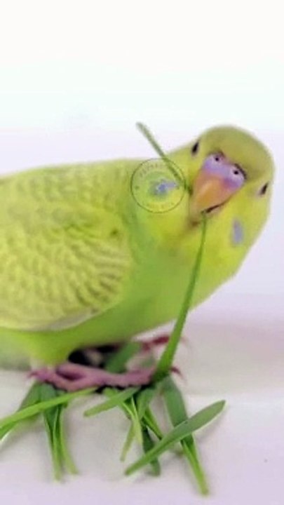 Important tips before raising birds in your home  #pets_birds #birds_tips #cage_life