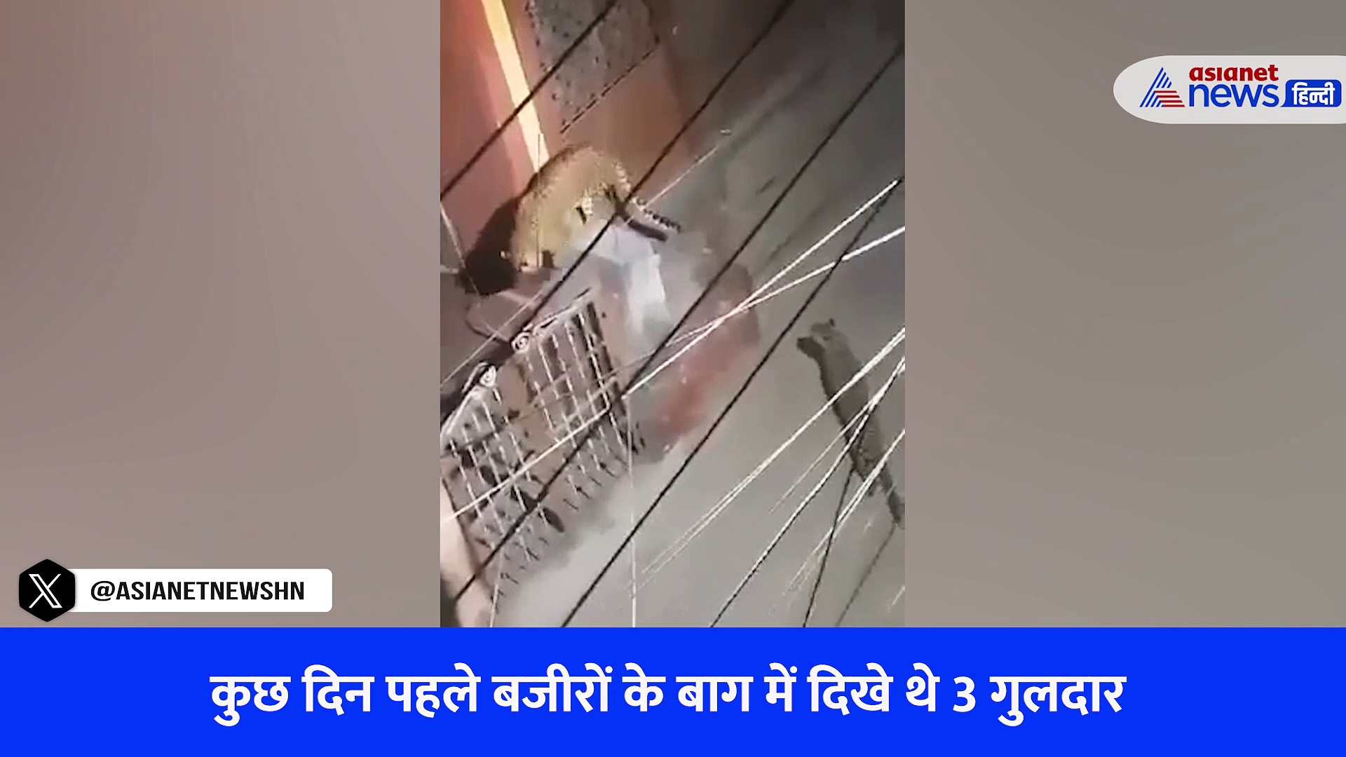 Srinagar Garhwal: बस्तियों में घूमते दिखे 3 गुलदार, स्कूलों में छुट्टी-Watch Shocking CCTV
