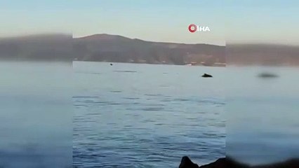 Bursa'da yunusların dansı kamerada