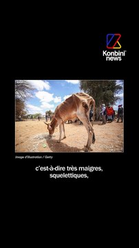 Son job ? Avocate en droit animalier | Good Job