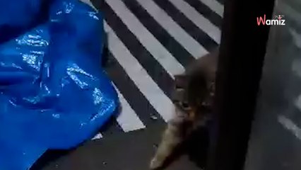 En ouvrant sa porte d'entrée, il découvre une forme roulée en boule qui n'a rien à voir avec de la neige (vidéo)