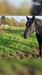Heartsome Moment | Newborn Baby Meets Family Horses || Heartsome 