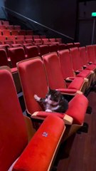 cats first time at cinema