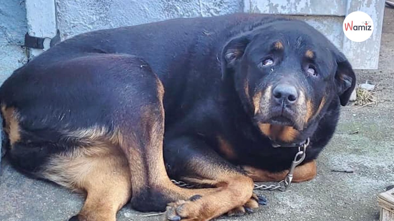 Rottweiler Cocos Schicksal bricht allen das Herz
