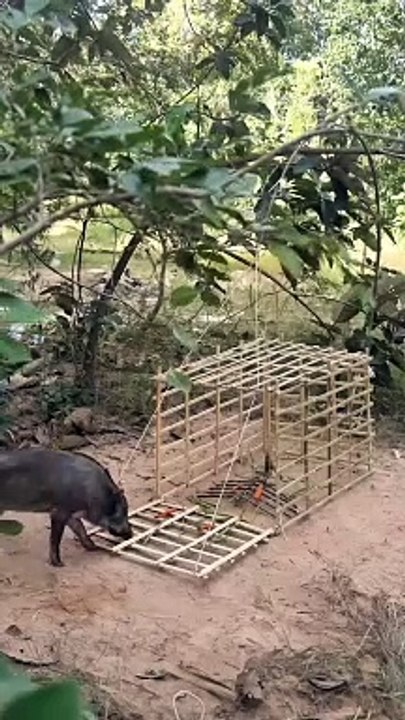 Pig Trap..