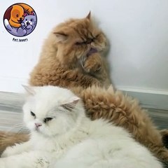 Pet lovers friends#cute #petlovers #petshorts #shorts #youtubeshorts #catlover #catoftheday #cat
