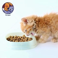 Cat eating time | Pet lovers #catlover #catshorts #catvideos #cat #cutepets #youtube #youtubeshorts