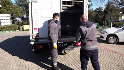 Bursa'da boynunu jiletli telin kestiği köpek sağlığına kavuştu