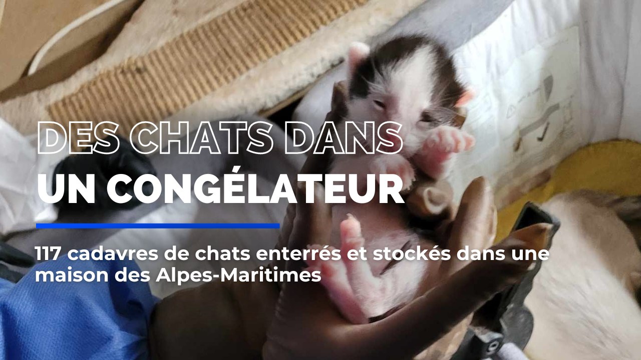 117 cadavres de chats enterrés et stockés dans une maison des Alpes-Maritimes
