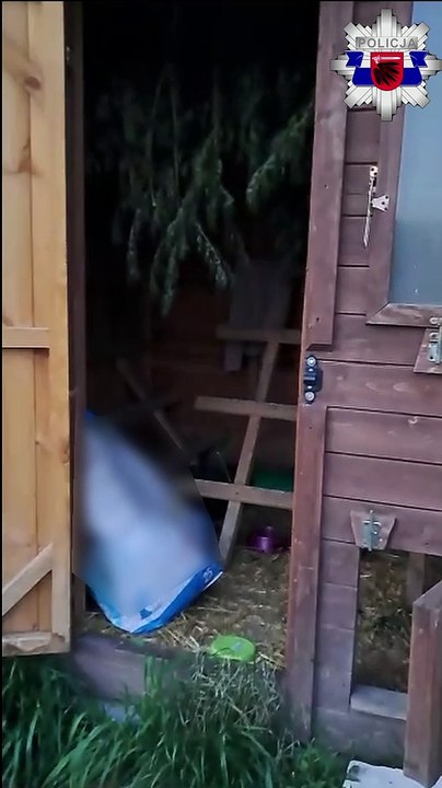 Policja zatrzymała hodowcę marihuany w Wąbrzeźnie