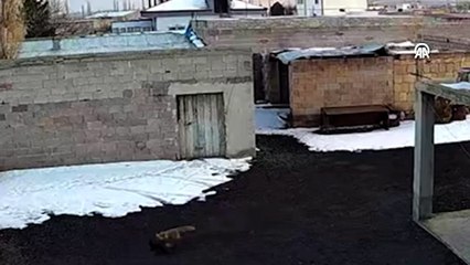 Tilkinin tavuk avı güvenlik kamerasında