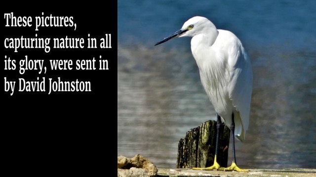 Stunning photographs of wild birds in Sussex