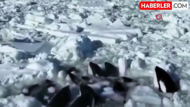 Japonya'nın kuzeyinde sürüklenen buzda sıkışan 12 katil balina kurtulmayı başardı