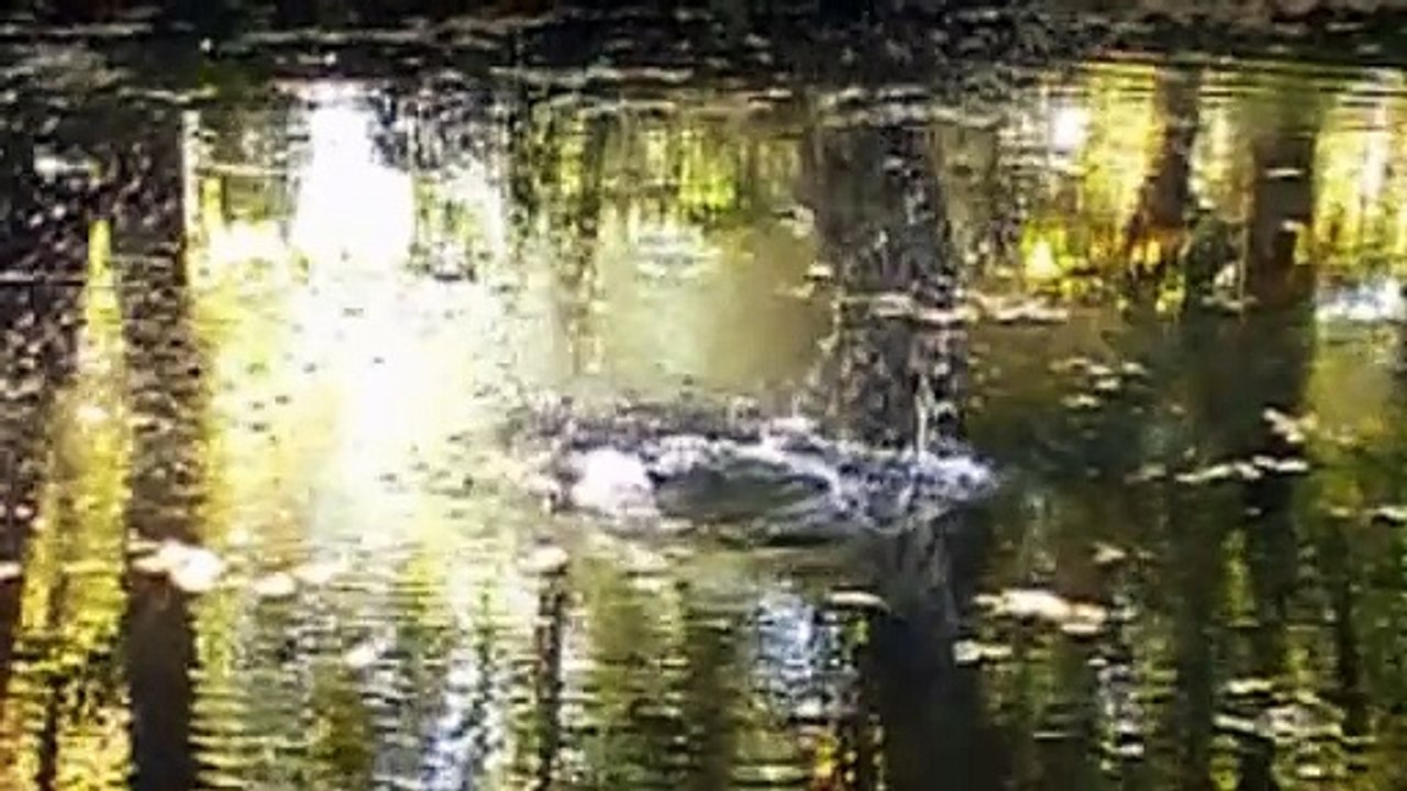 GOTARD - Terra Incognita