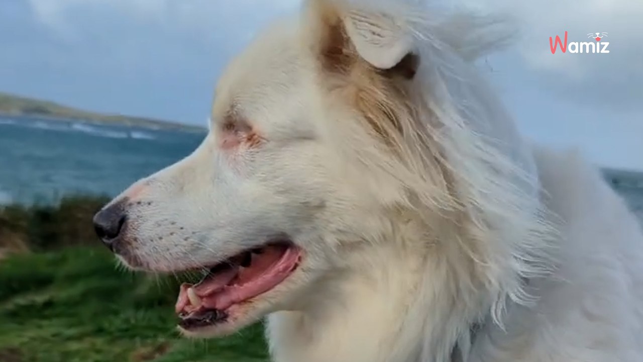 Double-Merle – Gefahren bei der Zucht von Hunden mit dem „Merle-Faktor“