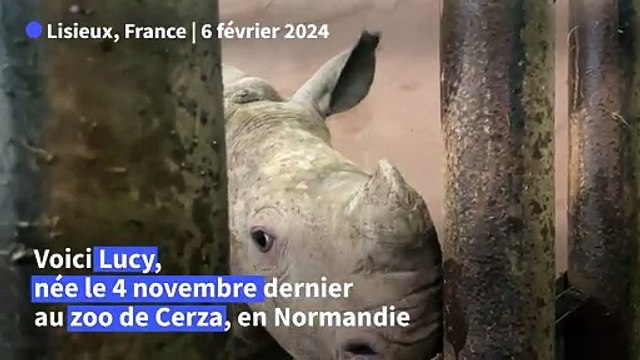 Lucy, un bébé rhinocéros blanc au zoo de Lisieux