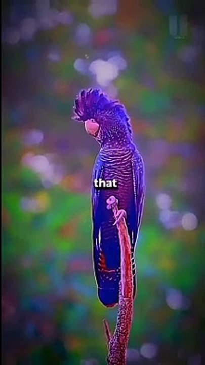 Australian Red Tailed Purple Cockatoo!