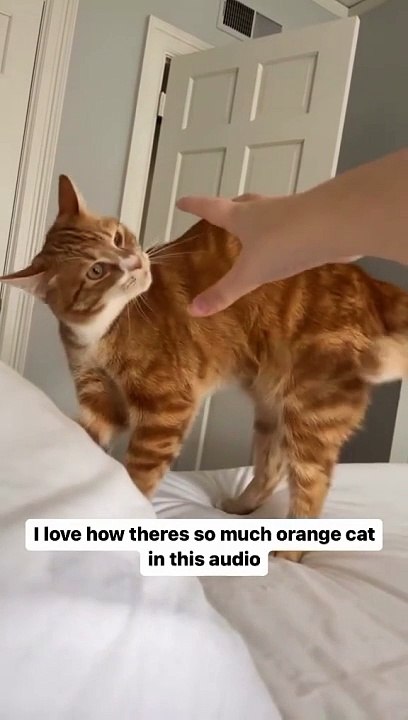 Cat adorable mignon ‍⬛
