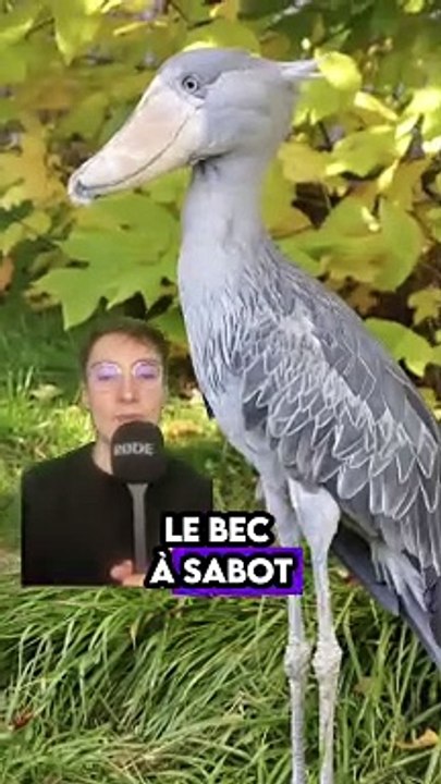 5 animaux que tu dois absolument connaître !
