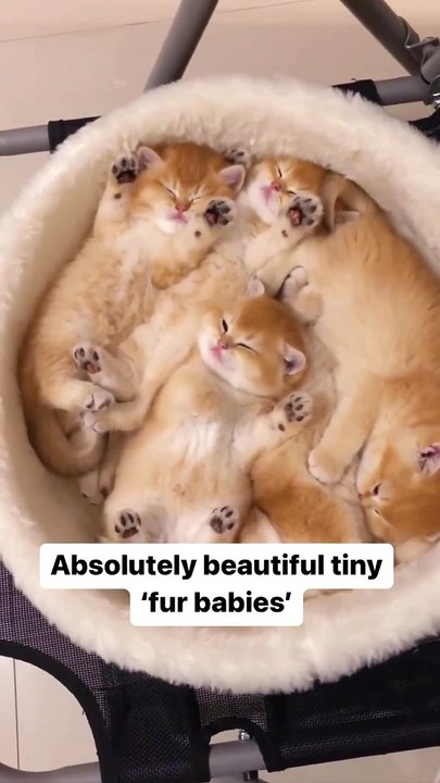 Adorable mignon kittens lovely