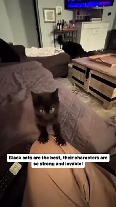 Black cats adorable mignon