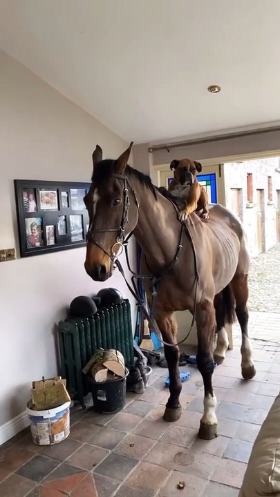 A Mysterious Horse Visits An Irish Household