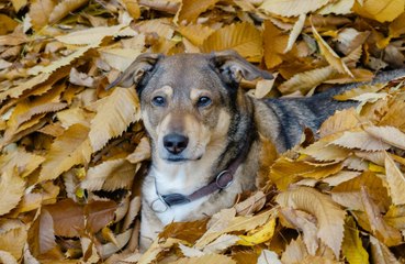 Four in ten dog owners tell their pooch they love them more often than their partner