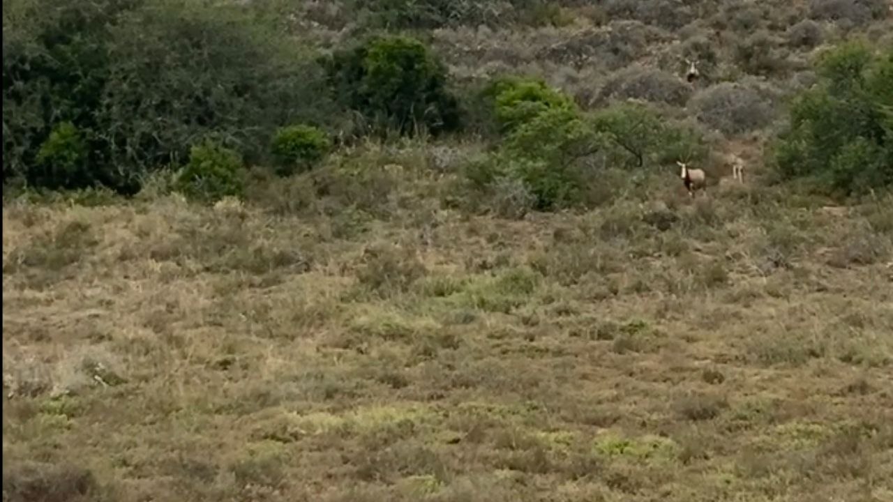 'Silent Assassin!' - Slick lioness snatches all hopes of survival away from juvenile blesbok