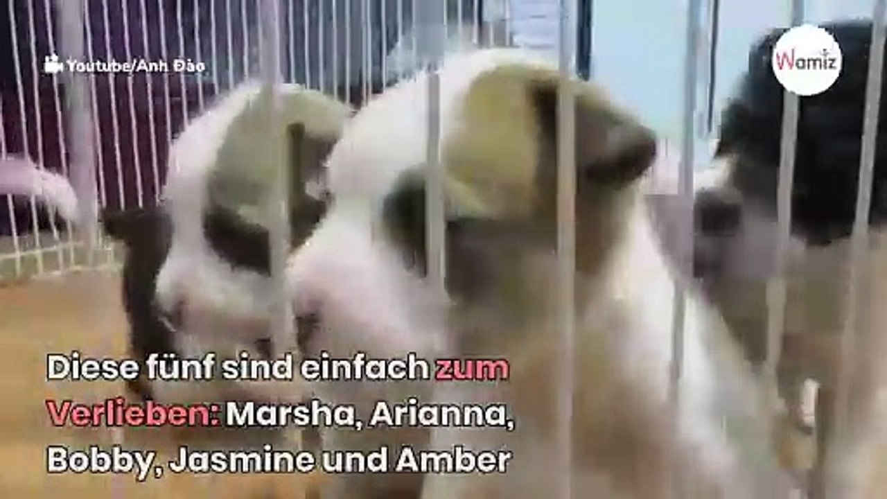 Pitbull und Husky pflanzen sich fort: Es entsteht ein Wunder der Natur!