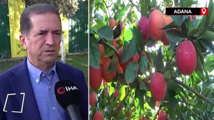 Adana'da kan portakalı hasadı