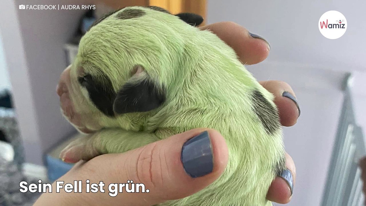 Schwangere Bulldogge bringt „außerirdische“ Welpen zur Welt!