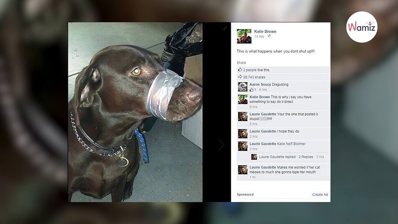 Sie klebt ihrem Labrador das Maul zu weil er zu viel bellt Das Urteil des Richters ist schockierend720