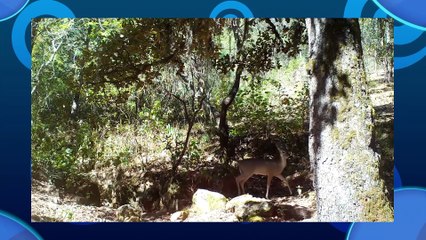 #HablemosTV sobre trabajo comunitario de conservación forestal
