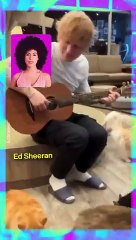 Ed Sheeran faz serenata para gatos