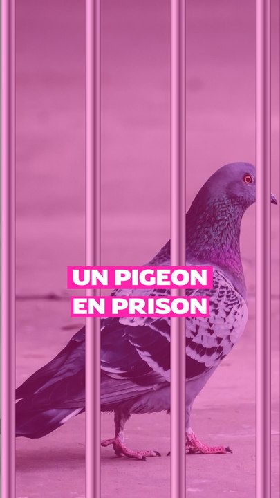 Un pigeon en prison