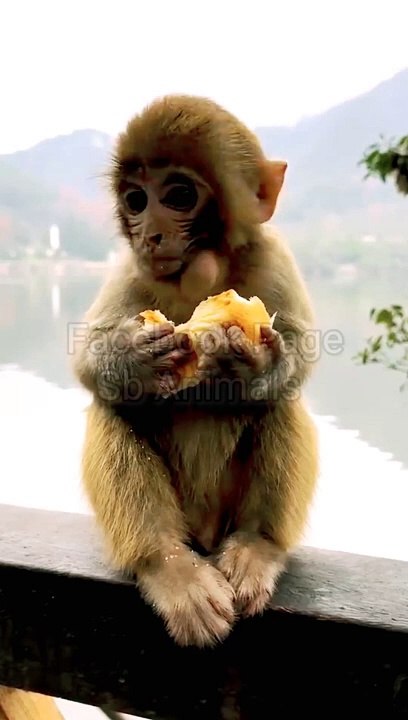 Mankey Viral Shorts, Viral Shorts, Trending Shorts, Viral Mankey Short, Honuman Video#Funnyanimals#Mankeyvideo#Animals