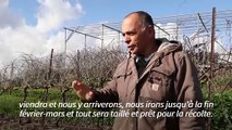 À la frontière libanaise, les viticulteurs israéliens s'inquiètent pour leur récolte