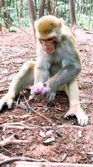 Viral Funny Mankey Short, Mankey Reaction Video, Mankey Short, Wild Animals #Animalsvideo#Mankeyvideo#Indanmankey