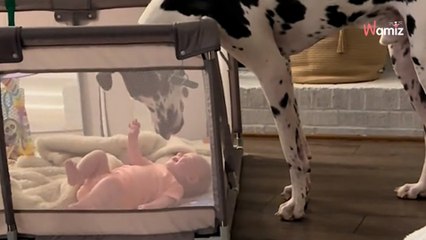 Perro XXL se acerca a la cuna: el bebé tiene un reflejo que coge a todos por sorpresa (Vídeo)