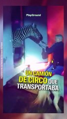 Animales de circo fueron rescatados del fuego