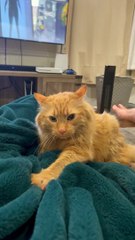 Orange Cat Makes Angry Biscuits