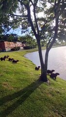 Synchronized Capybaras Jump Into Water