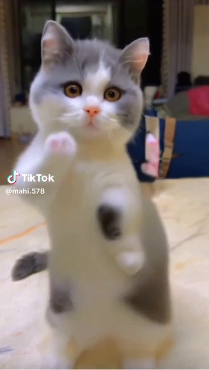 Cat dance