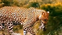 Chaotic- What Will Happen When Lion And Leopard Join Forces To Hunt Gorillas Cheetah Vs Ostrich