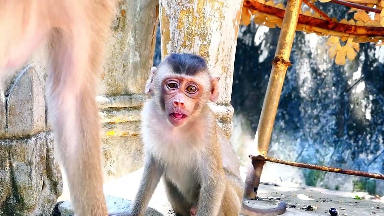 SADA is not happy, when mommy Sabe take food from his hand (720p_25fps_H264-192kbit_AAC)