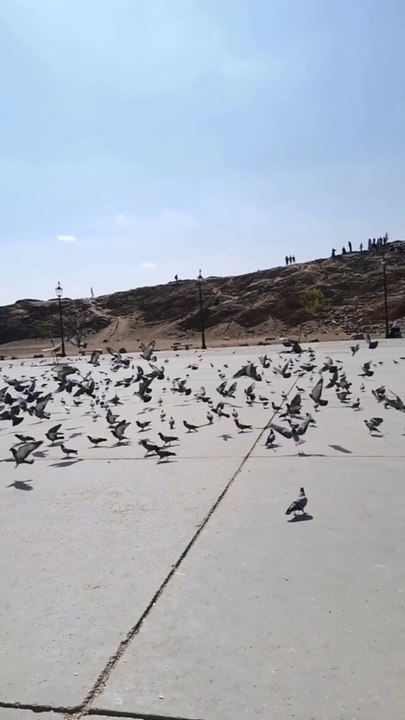 Pigeon #pigeon #entertainment #pets #pet #petanimals