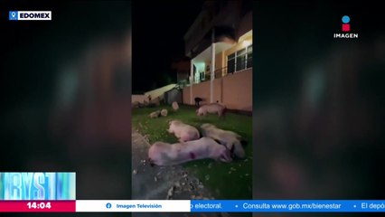 Rescatan a 55 cerditos tras volcadura de tráiler