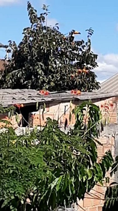 Pé de caqui e TUCANO